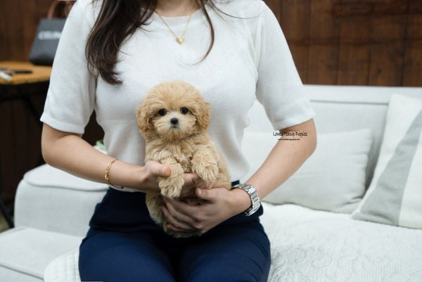 Teacup Maltipoo Female [Kelly] - Lowell Teacup Puppies inc