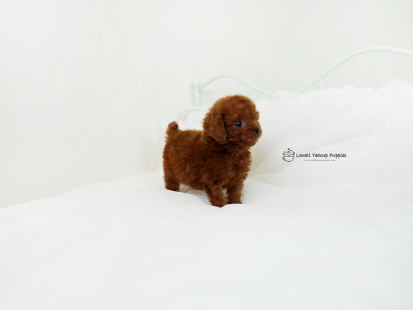 Gomez / Teacup Poodle Male [Chico] - Lowell Teacup Puppies inc