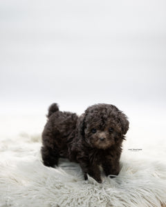 Teacup Poodle Male [Chico]