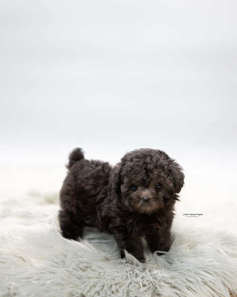 Teacup Poodle Male [Chico]