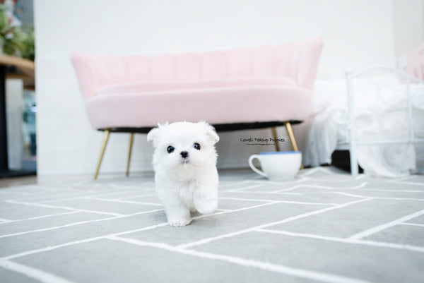 Teacup Maltese Male [Tayo] - Lowell Teacup Puppies inc