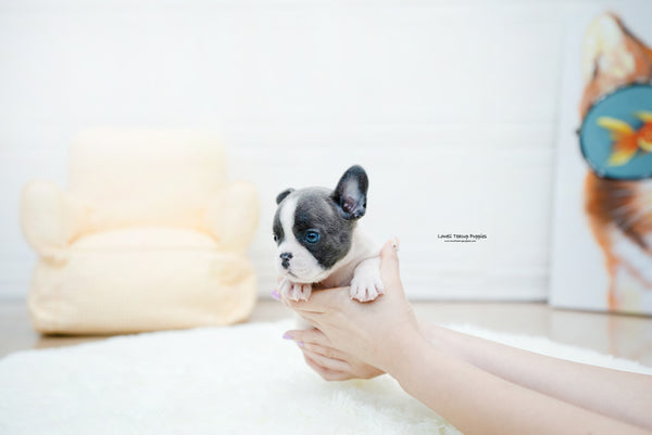 French bulldog Male [Brody] - Lowell Teacup Puppies inc