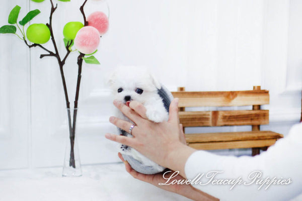 Teacup Maltese Female [Pretty] - Lowell Teacup Puppies inc