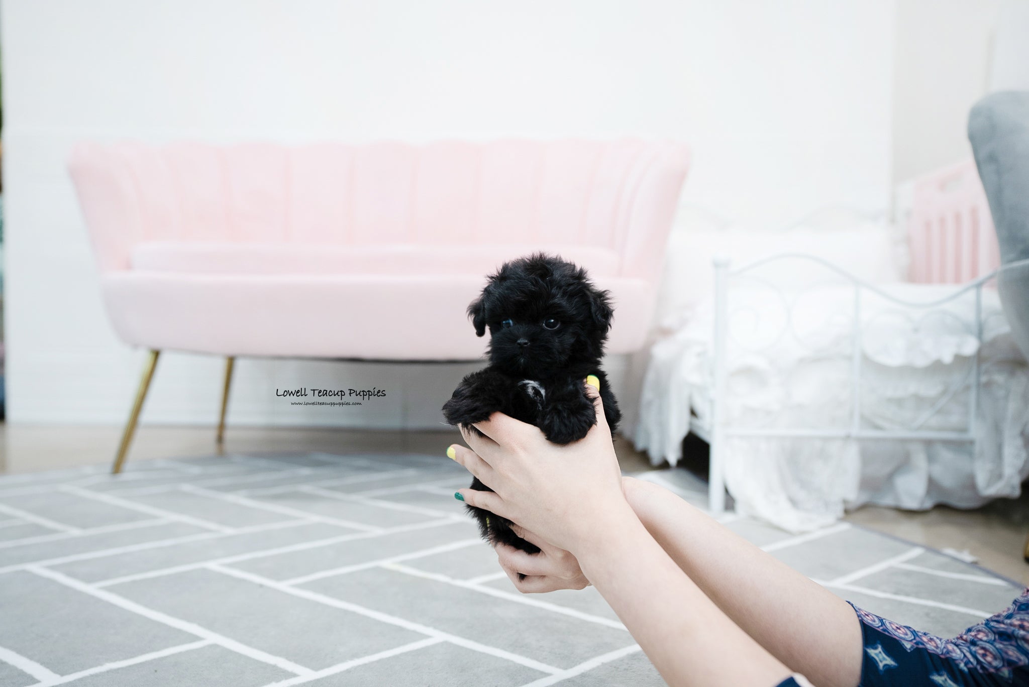 Teacup Maltipoo Male [Tarry] - Lowell Teacup Puppies inc