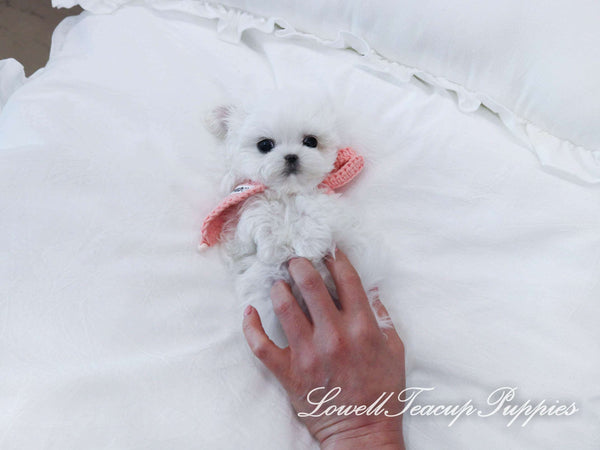 Teacup Maltese Female [Milk]