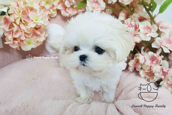 Teacup Maltese Male [Macchiato]