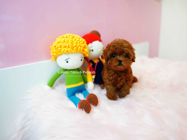 Nataly Guillen/Teacup Poodle Female [Rene]