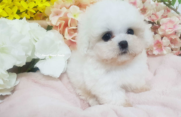 Teacup Bichon Male [Rolly]