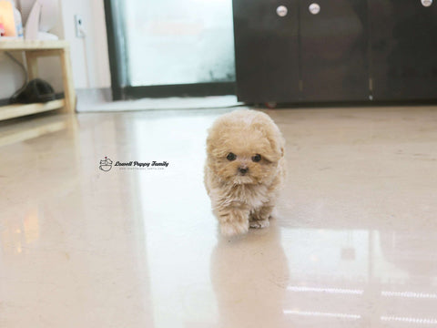 Teacup Maltipoo Male [Jelly]