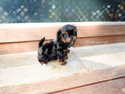 Teacup Maltipoo Male [Kenji]