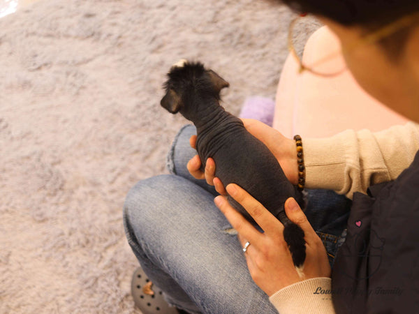 Teacup Chinese Crested Female [Verawang]