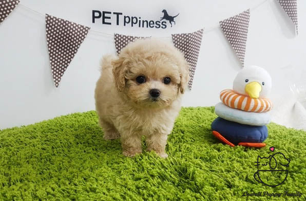 Teacup Poodle Male [Cheese] - Lowell Teacup Puppies inc
