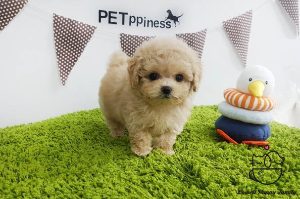 Teacup Poodle Male [Cheese] - Lowell Teacup Puppies inc