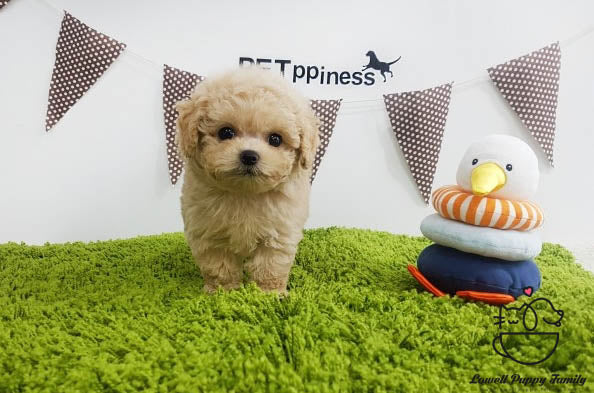 Teacup Poodle Male [Cheese] - Lowell Teacup Puppies inc