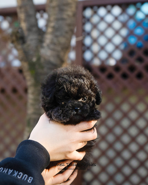 Teacup Poodle Male [Lon] - Lowell Teacup Puppies inc