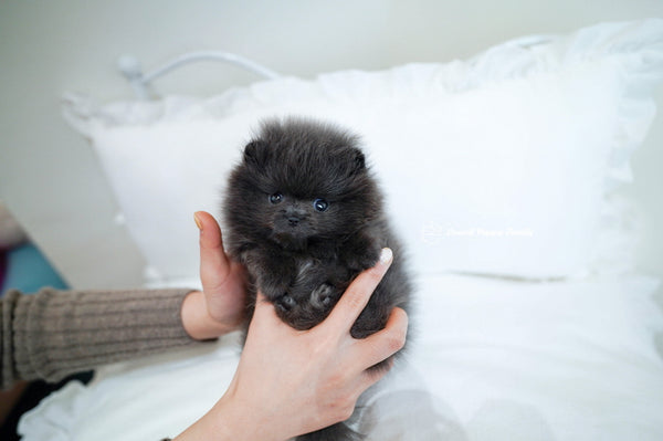 Teacup Pomeranian Male [Blue] - Lowell Teacup Puppies inc