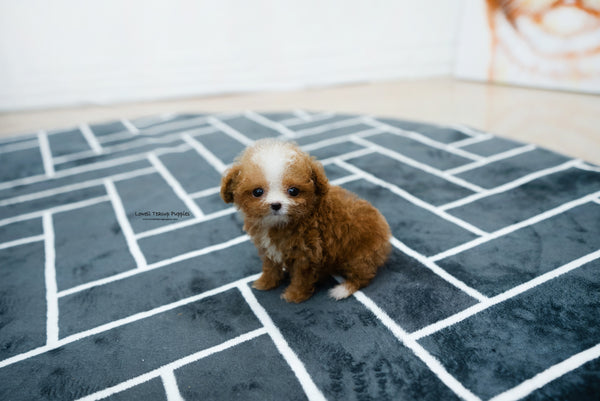 Teacup Poodle Female [Ezra] - Lowell Teacup Puppies inc