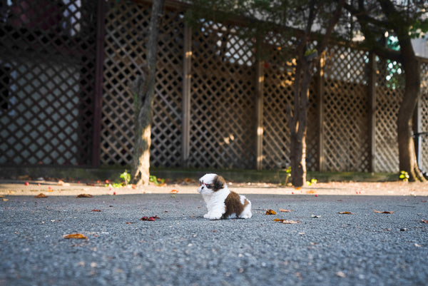 Teacup Shihtzu Female [Maya] - Lowell Teacup Puppies inc