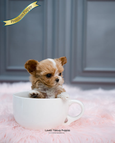 Teacup Maltipoo Male [Louis] - Lowell Teacup Puppies inc