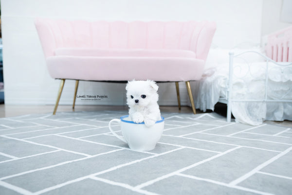 Teacup Maltese Male [Tayo] - Lowell Teacup Puppies inc