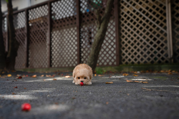 Teacup Maltipoo Male [Soren] - Lowell Teacup Puppies inc