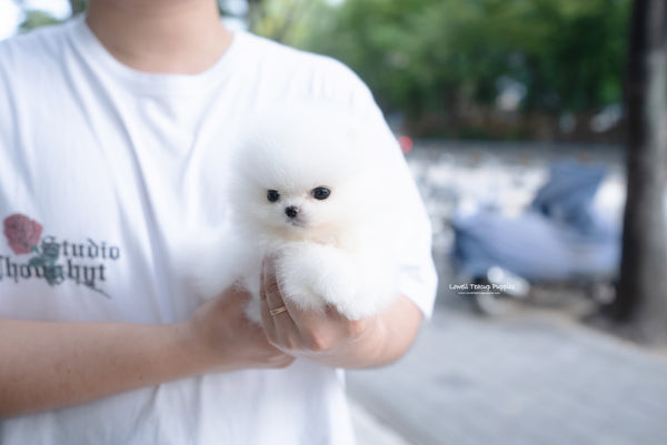 Teacup Pomeranian Female [Romy] - Lowell Teacup Puppies inc