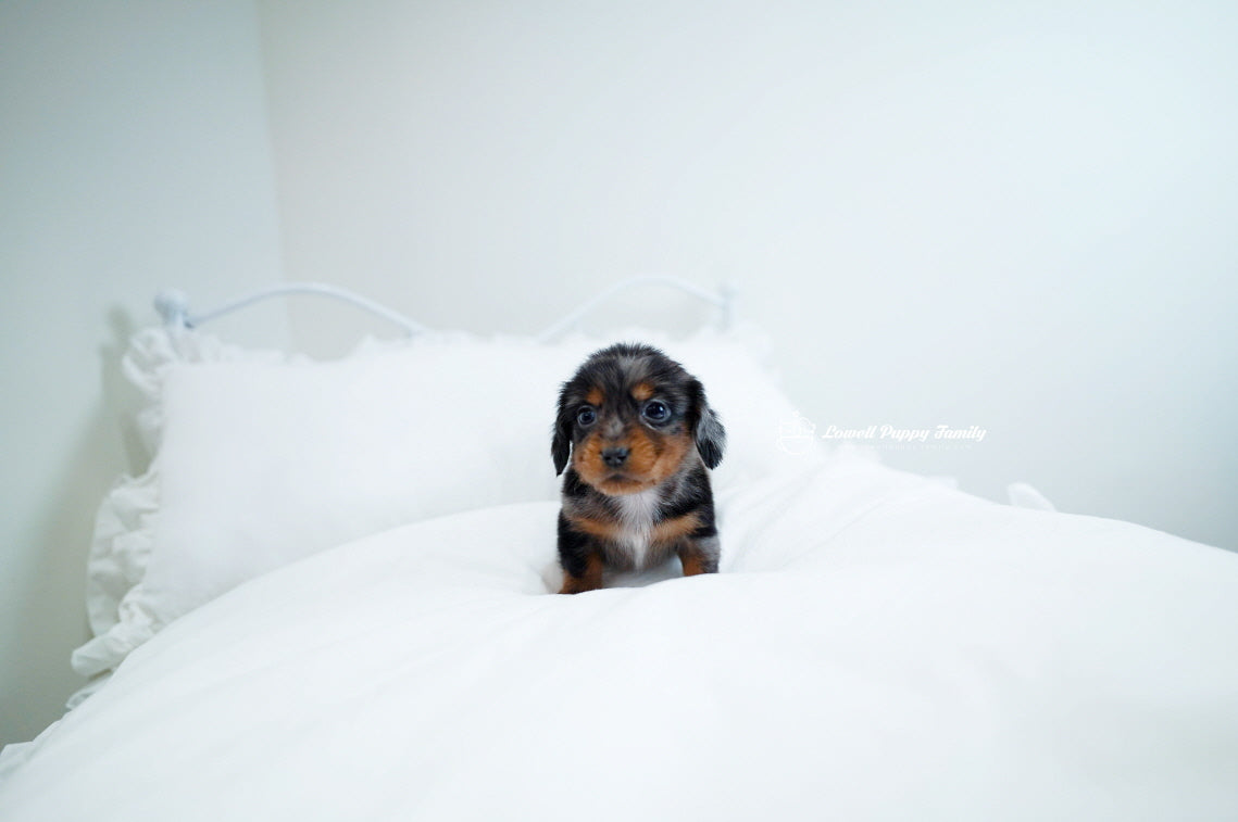 Teacup Dachshund Male [Ray] - Lowell Teacup Puppies inc