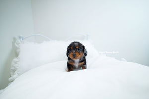 Teacup Dachshund Male [Ray] - Lowell Teacup Puppies inc