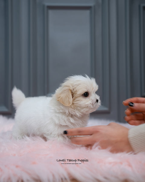 Mini Coton De Tulear Male [Austin] - Lowell Teacup Puppies inc