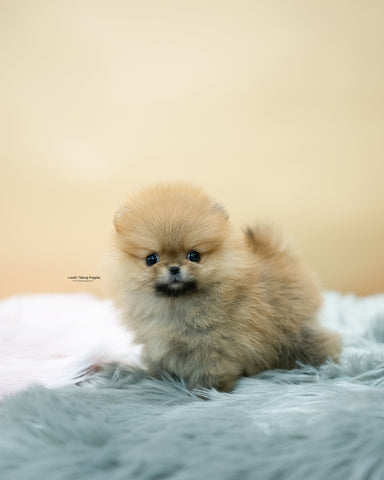 Teacup Pomeranian Female [Ava]