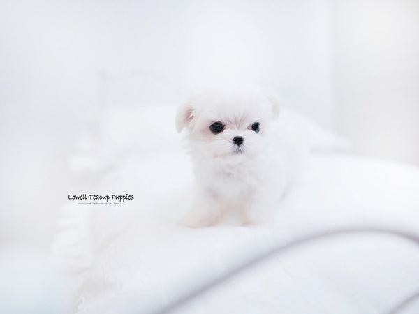 Rahman Radin / Teacup Maltese two Female [Tina,momo] - Lowell Teacup Puppies inc