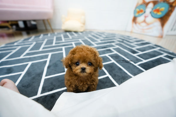 Teacup Poodle Female [Hazel] - Lowell Teacup Puppies inc