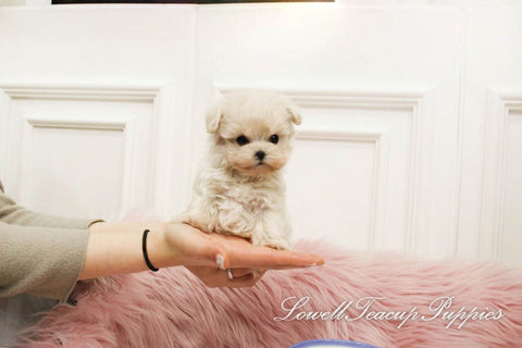 Teacup Maltipoo Male [Mignon] - Lowell Teacup Puppies inc