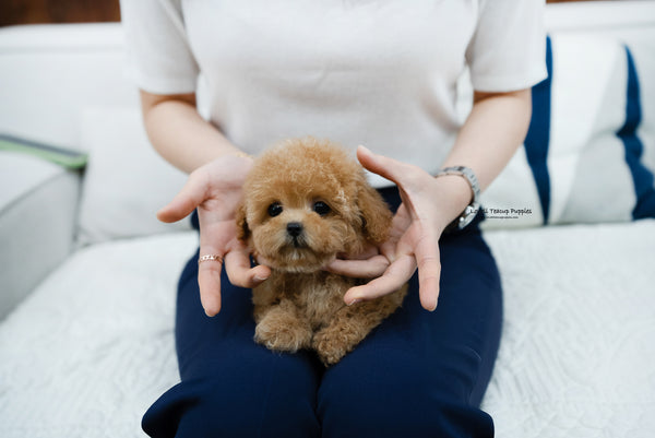 Teacup Poodle Female [Kyna] - Lowell Teacup Puppies inc