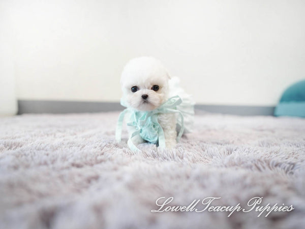 Teacup Bichon Male [Bubba] - Lowell Teacup Puppies inc