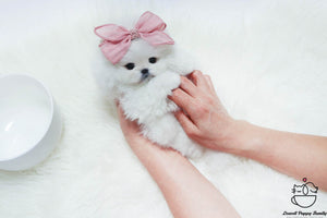Pomeranian Female [Well] - Lowell Teacup Puppies inc