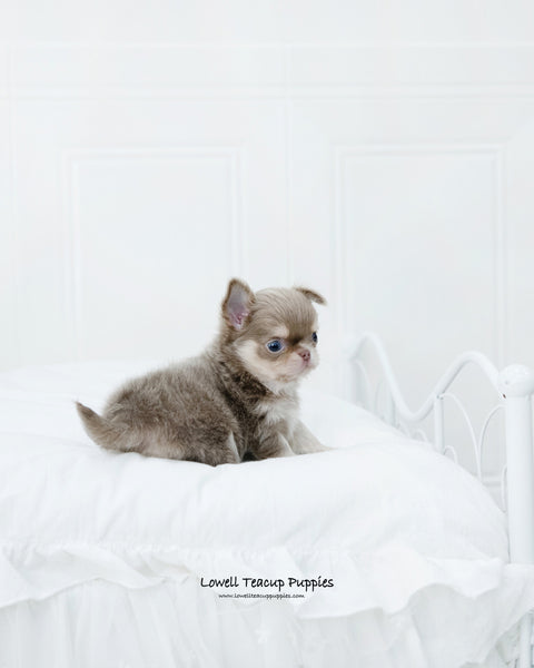 Teacup Chihuahua Male [Hugo] - Lowell Teacup Puppies inc