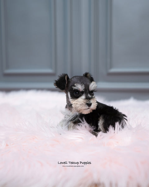 Mini Schnauzer Male [Cole] - Lowell Teacup Puppies inc