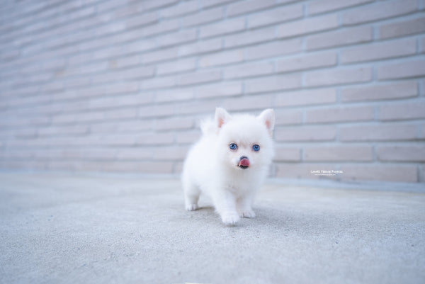 Teacup Pomsky Female [Ivy] - Lowell Teacup Puppies inc