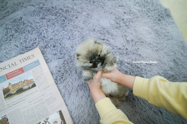 Teacup Pomeranian Female [Foufou] - Lowell Teacup Puppies inc