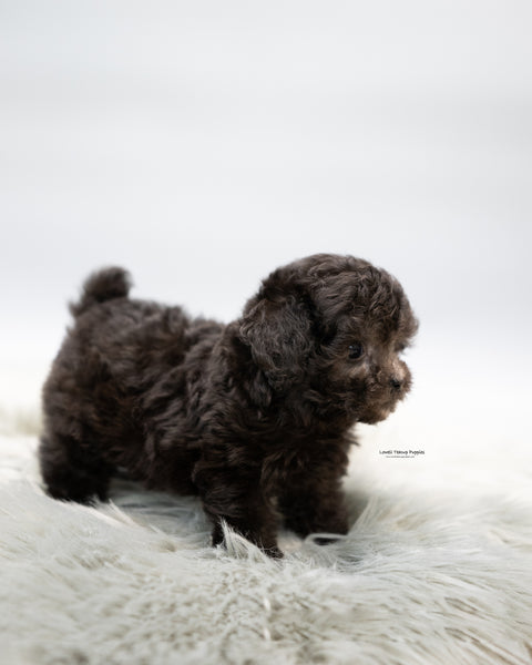 Teacup Poodle Male [Chico]