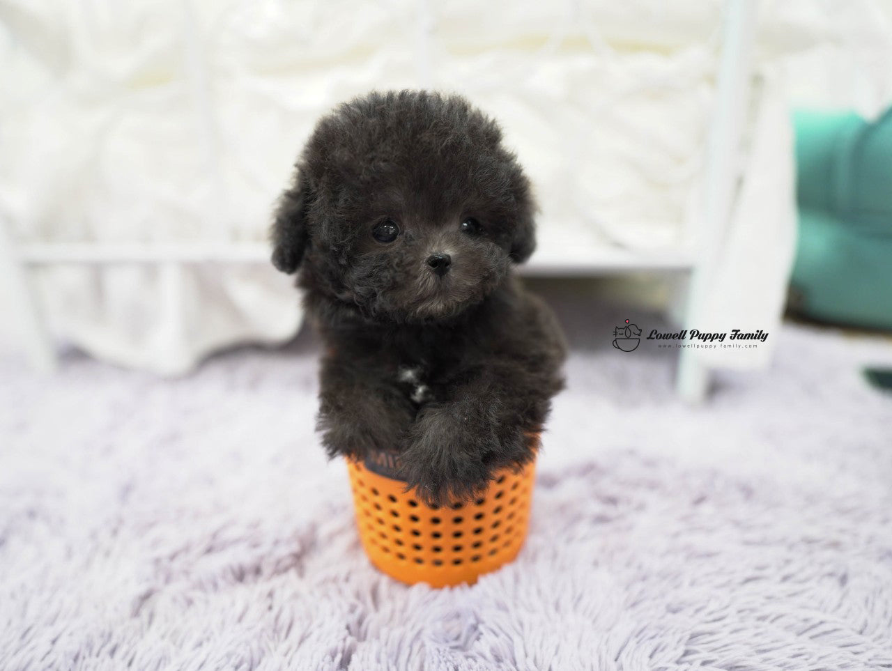 Teacup Poodle Male [Oliver] - Lowell Teacup Puppies inc