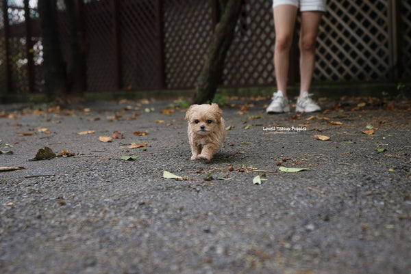 Teacup Maltipoo Female [Fendi] - Lowell Teacup Puppies inc