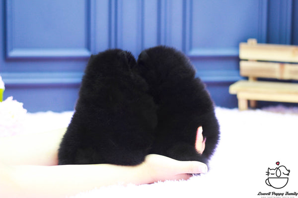 Teacup Pomeranian Twins [Ann,Anna] - Lowell Teacup Puppies inc