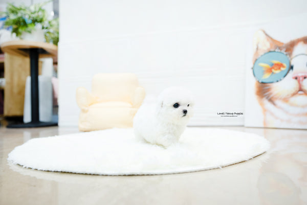 Teacup Bichon frise Female [Nemo] - Lowell Teacup Puppies inc