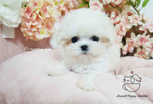 Teacup Maltese Male [Macchiato]