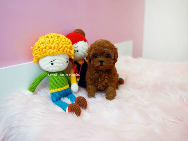 Nataly Guillen/Teacup Poodle Female [Rene]