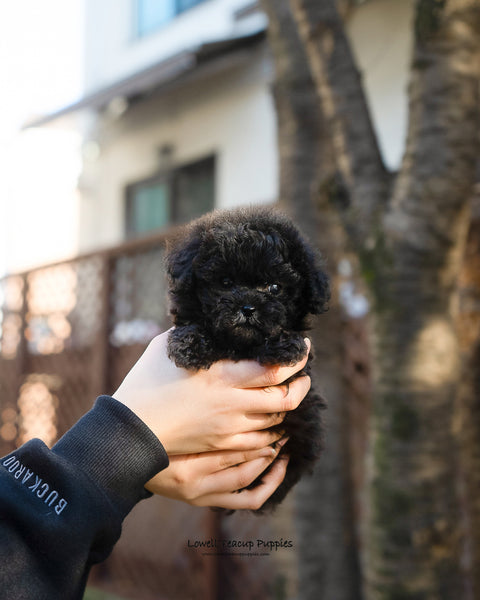 Teacup Poodle Male [Lon] - Lowell Teacup Puppies inc