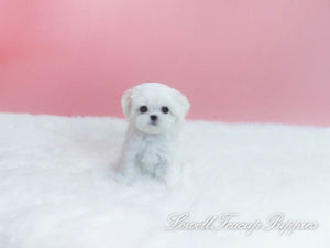Teacup Maltese Male [Buzz] - Lowell Teacup Puppies inc