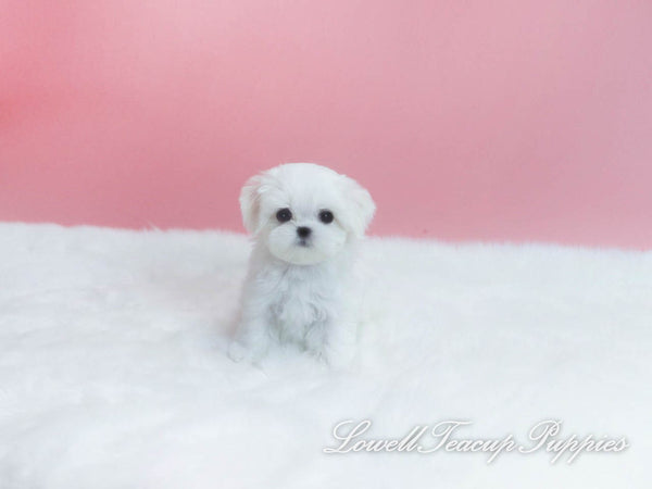 Teacup Maltese Male [Buzz] - Lowell Teacup Puppies inc
